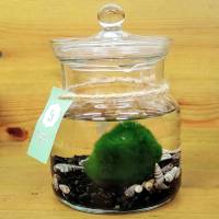 Amorino: Alga dell'amore in vaso di vetro decorativo