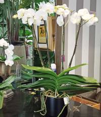 Phalaenopsis a teatro bianco confezionato in portavaso d'arredo
