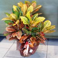 pianta Croton con confezione regalo